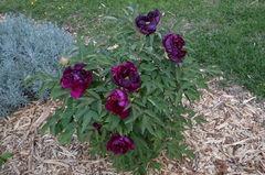 Paeonia × suffruticosa