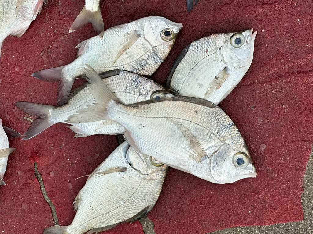 Gerres infasciatus