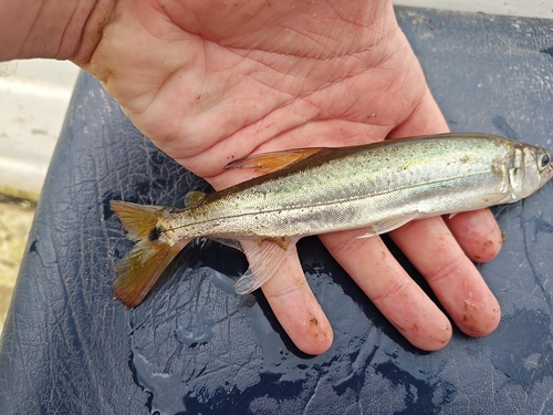 Pike characin (Acestrorhynchus heterolepis) — Acestrorhynchidae