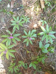 Cardamine glanduligera