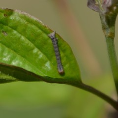 Erannis defoliaria