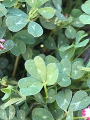Trifolium gracilentum