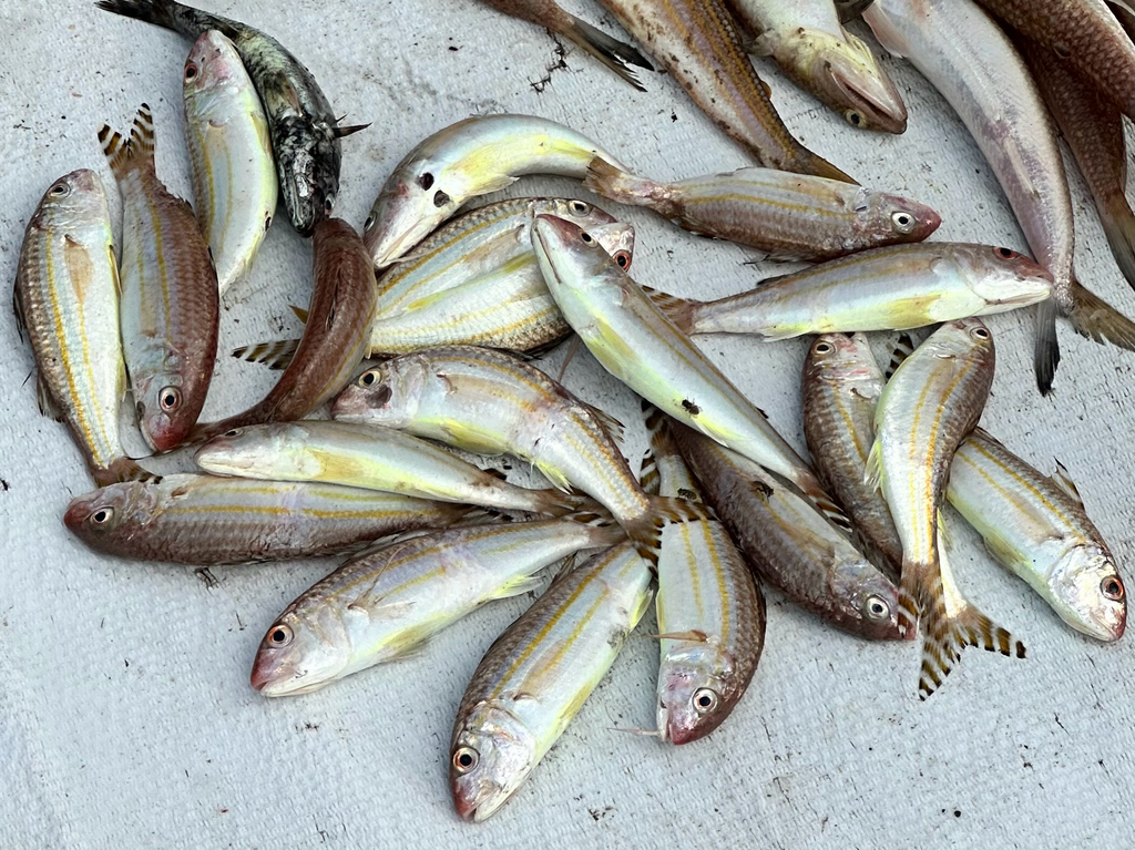 Cochin Goatfish