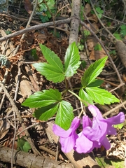 Cardamine glanduligera