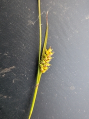 Carex hostiana, photograph (c) betony13, some rights reserved (CC BY)