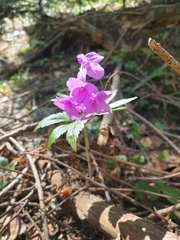 Cardamine glanduligera