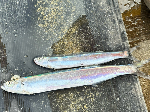 Chirocentrus nudus observed 2026-07-02