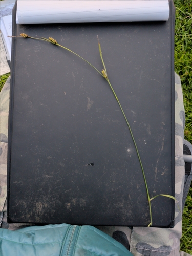 Carex hostiana, photograph 4