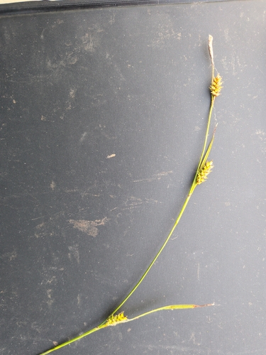 Carex hostiana, photograph 5