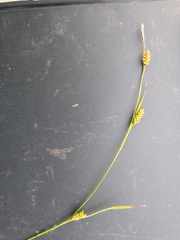 Carex hostiana, photograph (c) betony13, some rights reserved (CC BY)