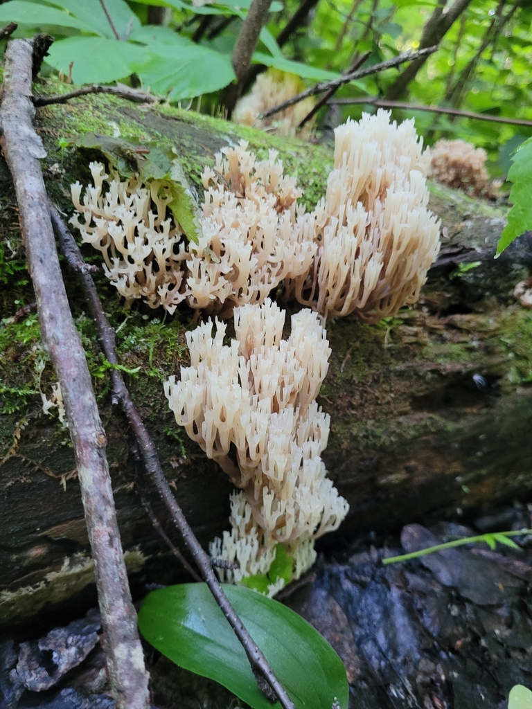 crown-tipped coral fungus · July 2026 · photo: Photo: (c) Robyn Perkins, some rights reserved (CC BY) · iNaturalist