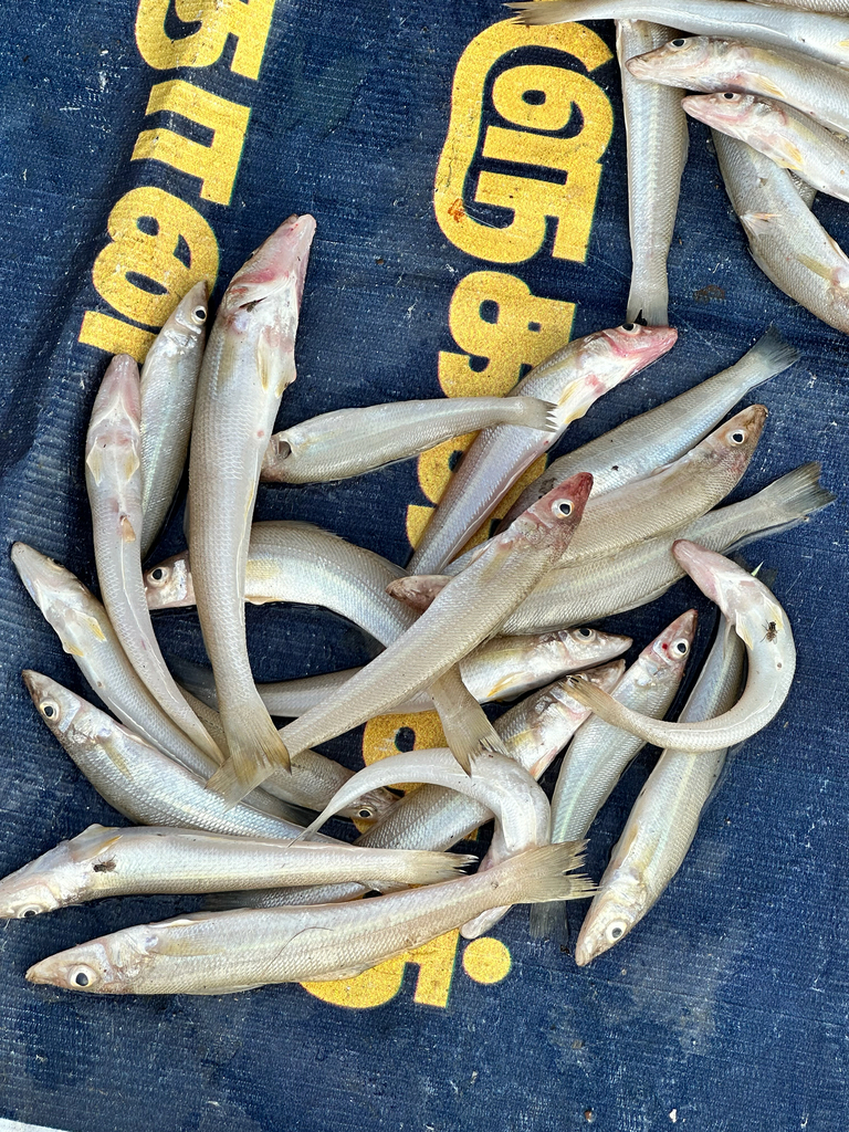 Club-foot Whiting