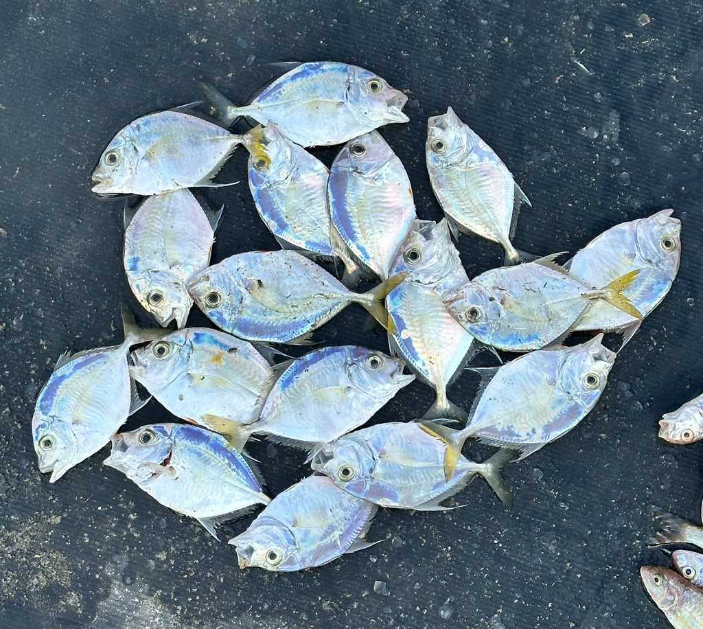 hunchback trevally