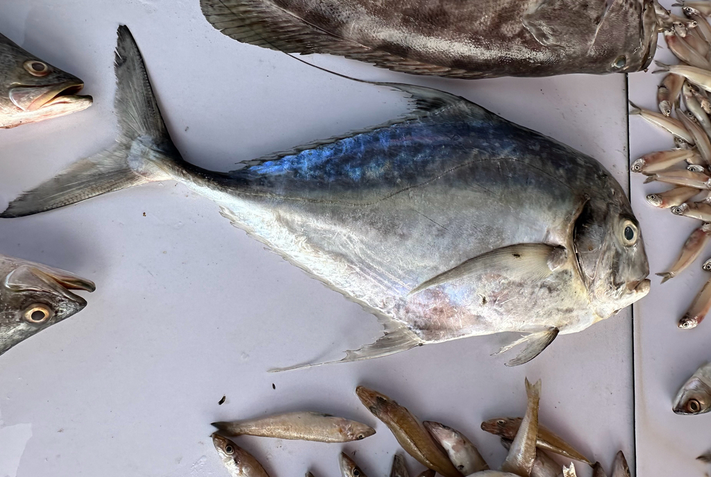 African pompano