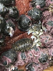 Acanthochitona garnoti