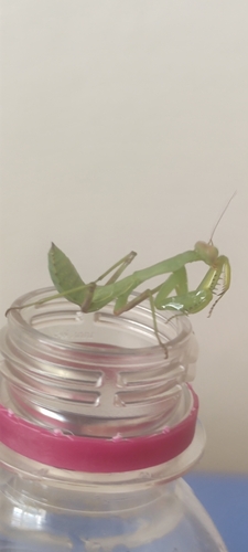Transcaucasian Giant Mantis