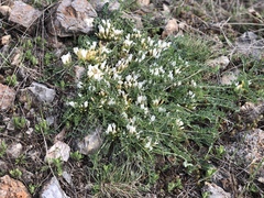 Astragalus lacteus