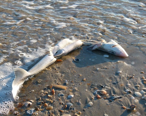 Squalus acanthias