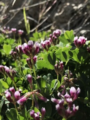 Trifolium gracilentum