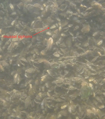 Mytilopsis leucophaeata