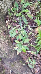 Micranthes virginiensis