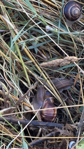 Turkish Snail