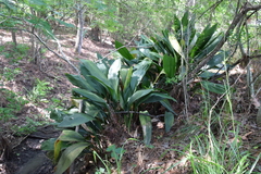 Aspidistra elatior