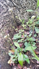 Micranthes virginiensis