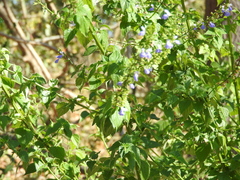 Salvia languidula