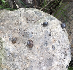 Trochulus striolatus