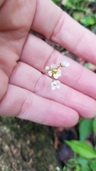 Micranthes virginiensis