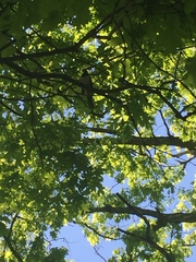 Pipilo erythrophthalmus