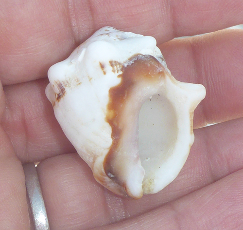 Deltoid Rock Shell