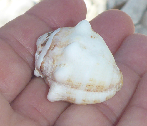 Deltoid Rock Shell