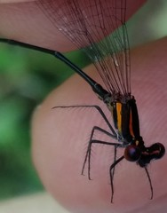 Prodasineura verticalis