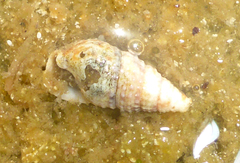 Lampanella minima