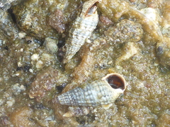 Lampanella minima