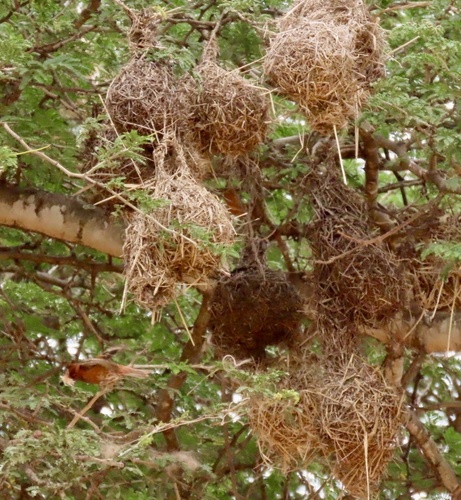 Chestnut Weaver (Ploceus rubiginosus), photo 1