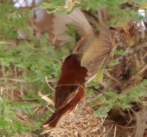 Chestnut Weaver (Ploceus rubiginosus), photo 2