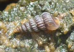 Cerithideopsis scalariformis