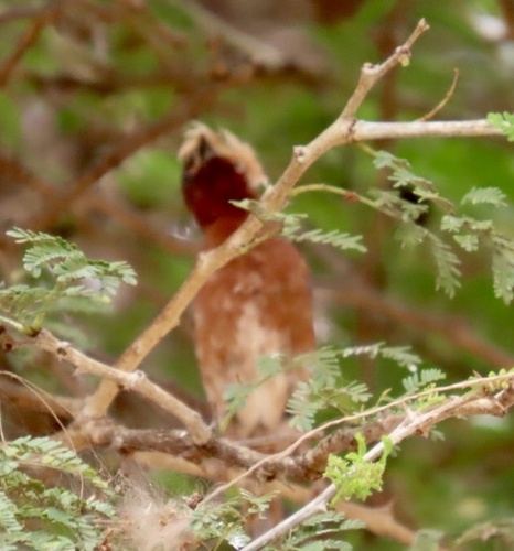 Chestnut Weaver (Ploceus rubiginosus), photo 5