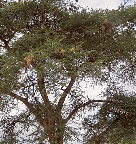 Chestnut Weaver (Ploceus rubiginosus), photo 6