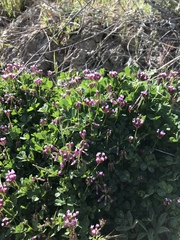 Trifolium gracilentum