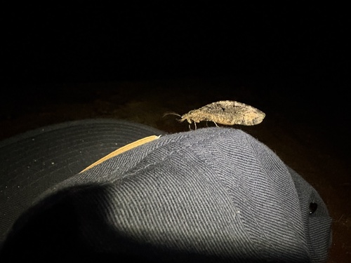 iNaturalist observation photo of Polystoechotes punctata