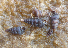 Cerithideopsis scalariformis