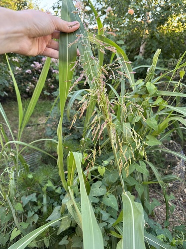 Johnson grass