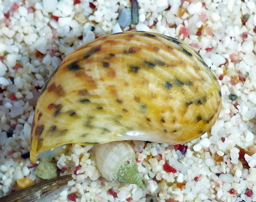 Bleeding Tooth Nerite