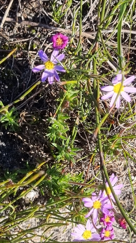 Zyrphelis taxifolia, 2026-07-13