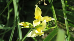 Blue Orchid (Cyanaeorchis)