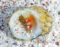 Nerita peloronta
